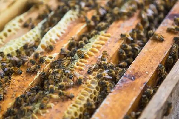 蜜蜂怎么春繁，抖蜂紧脾是主要工作