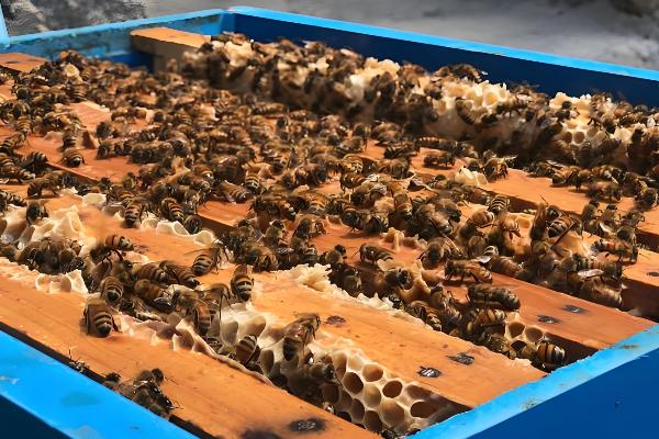 蜜蜂怎么春繁，抖蜂紧脾是主要工作