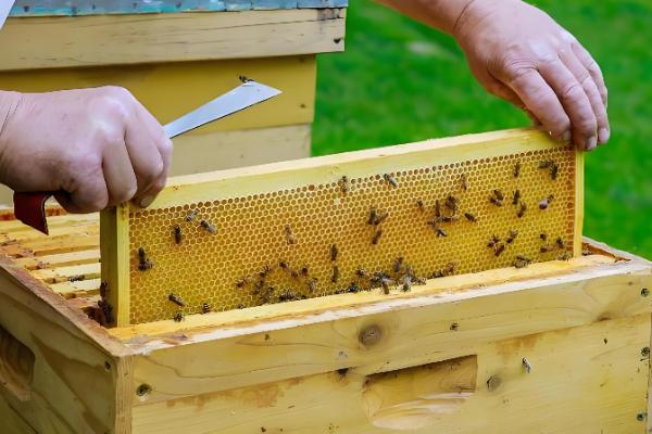 蜜蜂怎么春繁，抖蜂紧脾是主要工作
