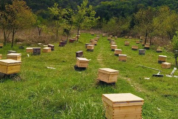 蜜蜂怎么春繁，抖蜂紧脾是主要工作