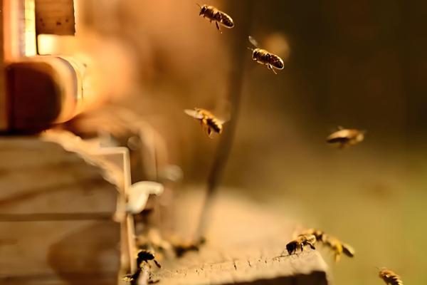 蜜蜂怎么春繁，抖蜂紧脾是主要工作