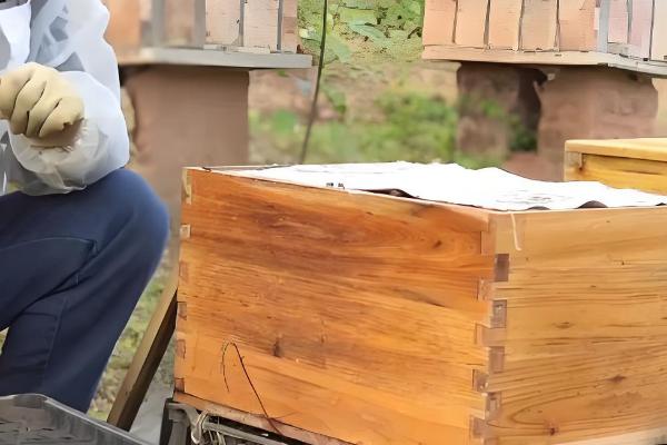 蜜蜂怎么春繁，抖蜂紧脾是主要工作