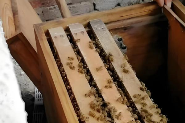 蜜蜂怎么春繁，抖蜂紧脾是主要工作
