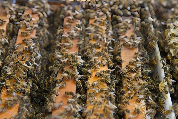 蜜蜂怎么春繁，抖蜂紧脾是主要工作