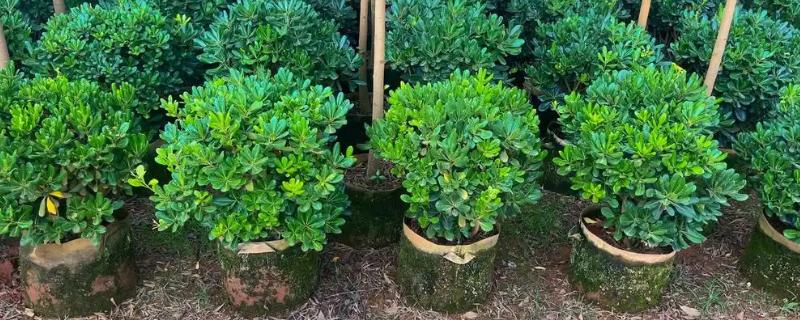 海桐有什么花语，代表记得我、自重等含义