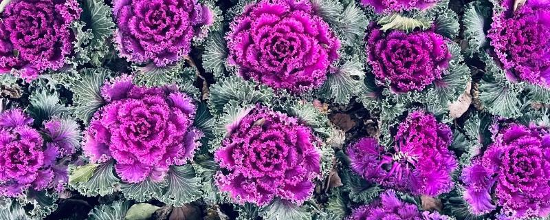 羽衣甘蓝的种植方法，播种后放散光的环境中养护