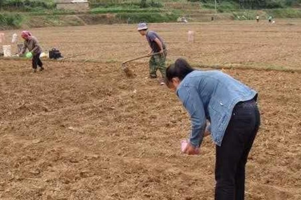 羽衣甘蓝的种植方法,播种后放散光的环境中养护