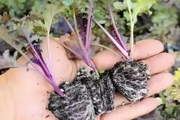 羽衣甘蓝的种植方法,播种后放散光的环境中养护