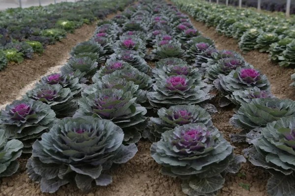 羽衣甘蓝的种植方法,播种后放散光的环境中养护