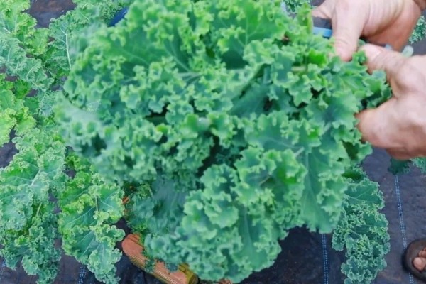 羽衣甘蓝的种植方法,播种后放散光的环境中养护