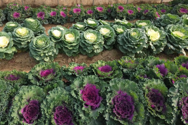 羽衣甘蓝的种植方法,播种后放散光的环境中养护