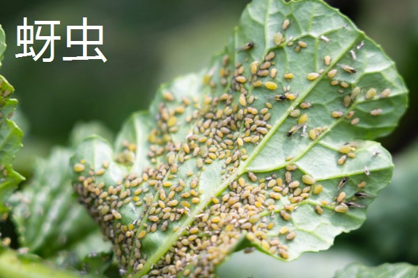 羽衣甘蓝的种植方法,播种后放散光的环境中养护