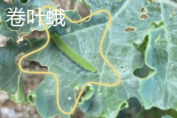 羽衣甘蓝的种植方法,播种后放散光的环境中养护