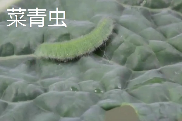 羽衣甘蓝的种植方法,播种后放散光的环境中养护