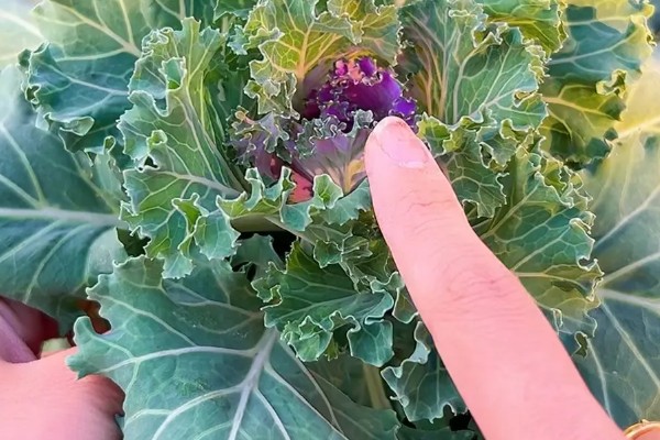 羽衣甘蓝的种植方法,播种后放散光的环境中养护