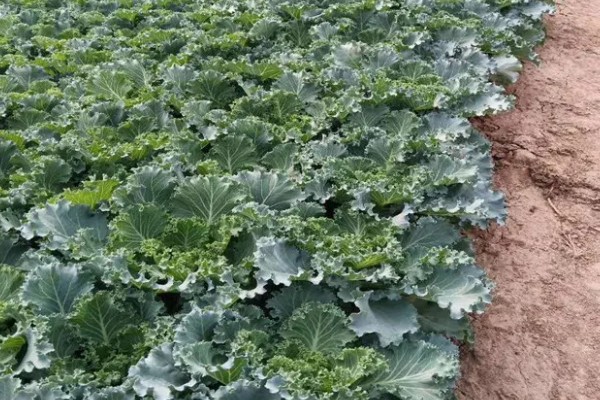 羽衣甘蓝的种植方法,播种后放散光的环境中养护