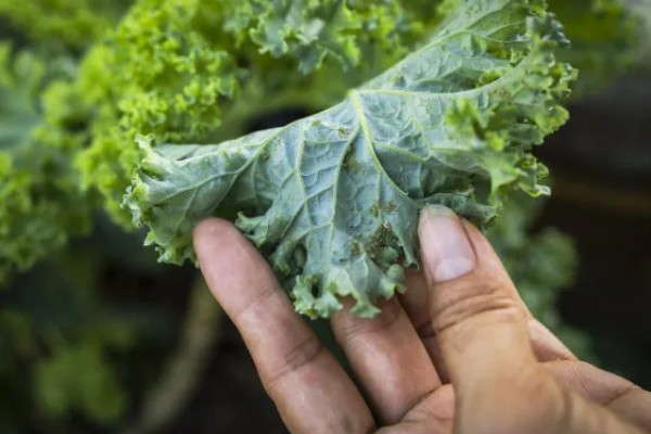 羽衣甘蓝的种植方法,播种后放散光的环境中养护