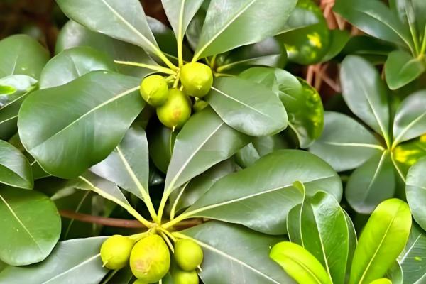 海桐有什么花语，代表记得我、自重等含义