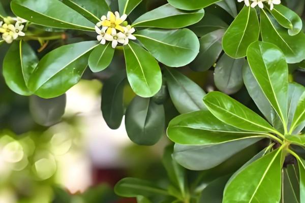 海桐有什么花语，代表记得我、自重等含义