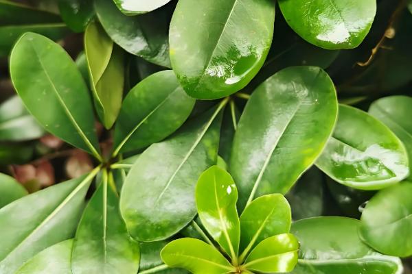 海桐有什么花语，代表记得我、自重等含义