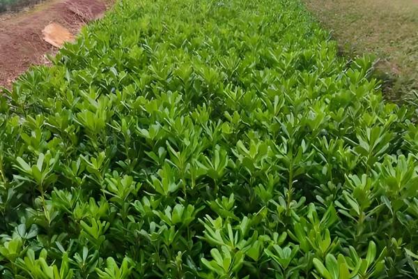 海桐有什么花语，代表记得我、自重等含义