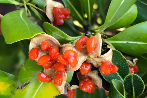 海桐有什么花语，代表记得我、自重等含义