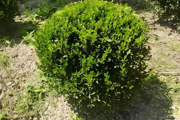 海桐有什么花语，代表记得我、自重等含义