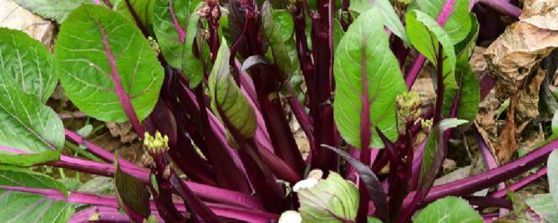 紫菜薹的种植技术，移栽前一天要浇透水