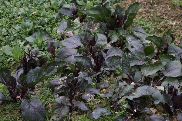 紫菜薹的种植技术，移栽前一天要浇透水