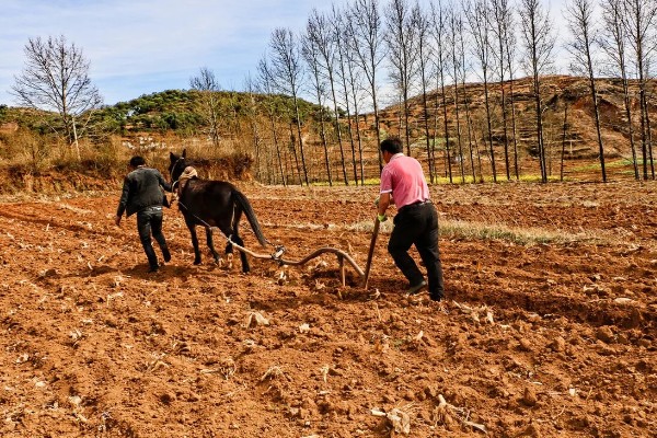 紫菜薹的种植技术，移栽前一天要浇透水