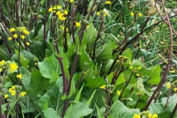 紫菜薹的种植技术，移栽前一天要浇透水