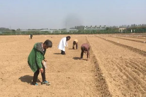紫菜薹的种植技术，移栽前一天要浇透水