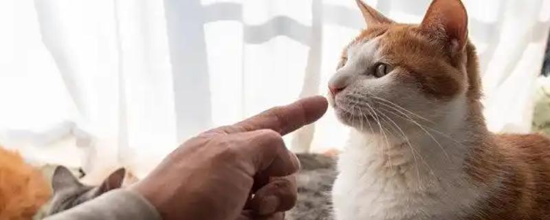 犯错的猫咪如何调教，可以当场大声训斥