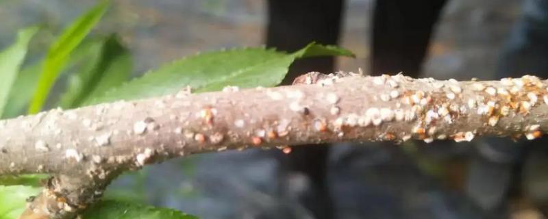 桃树桑白蚧的发生规律及危害，该虫以群集固定危害为主