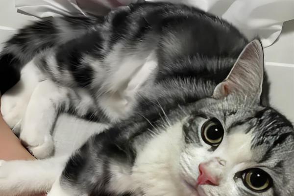 犯错的猫咪如何调教，可以当场大声训斥