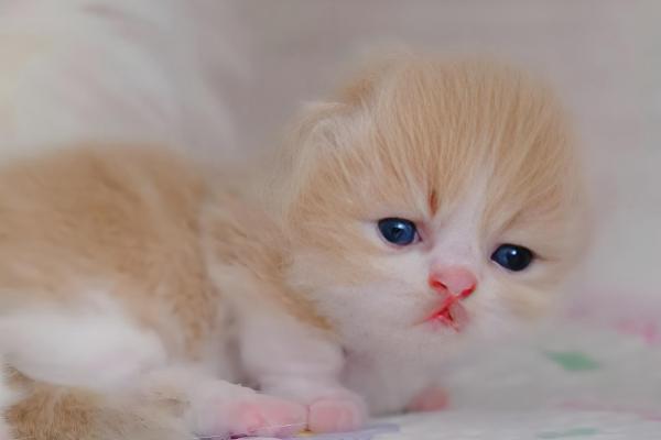 犯错的猫咪如何调教，可以当场大声训斥