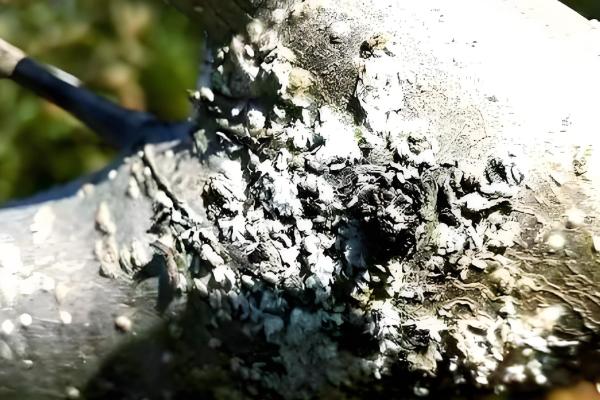 桃树桑白蚧的发生规律及危害,该虫以群集固定危害为主