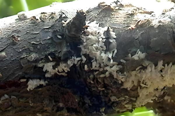 桃树桑白蚧的发生规律及危害,该虫以群集固定危害为主