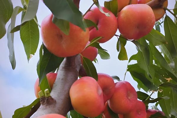 油蟠桃36-5有什么特点，适应能力强且产量高