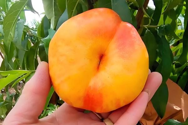 油蟠桃36-5有什么特点，适应能力强且产量高