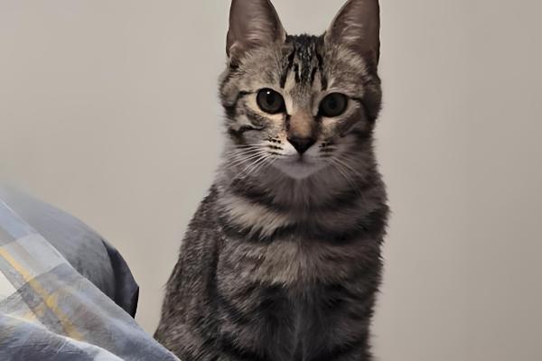 犯错的猫咪如何调教，可以当场大声训斥