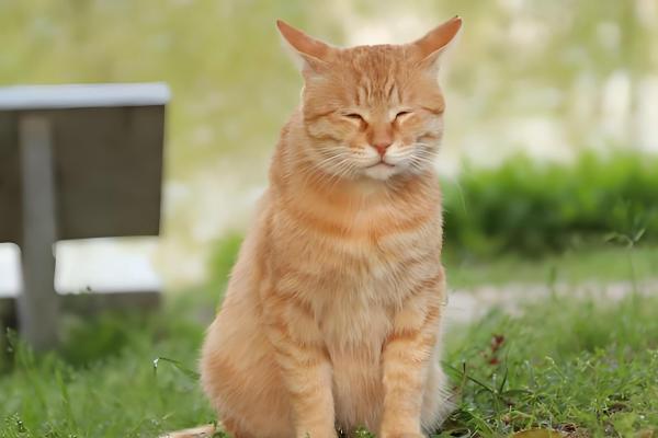 犯错的猫咪如何调教，可以当场大声训斥