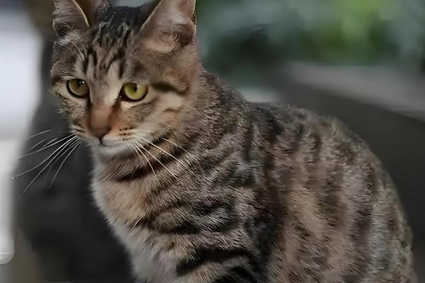 犯错的猫咪如何调教，可以当场大声训斥