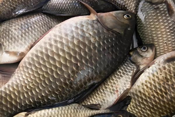 公母鲫鱼怎么区分，体型、头部、鱼鳞等方面都不同