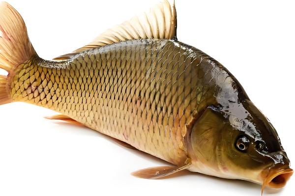 公母鲫鱼怎么区分，体型、头部、鱼鳞等方面都不同