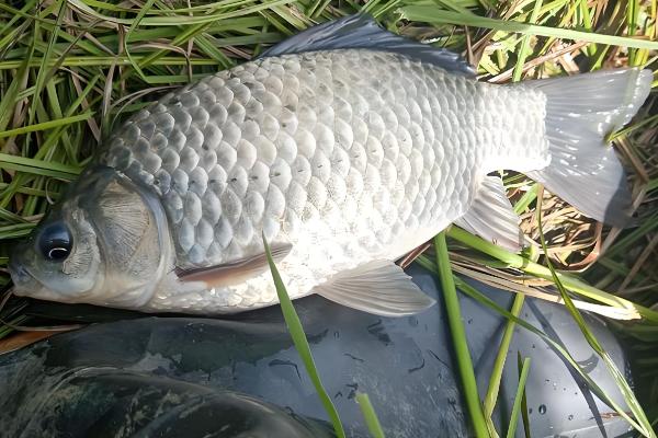 公母鲫鱼怎么区分，体型、头部、鱼鳞等方面都不同