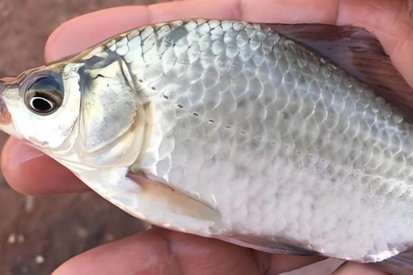 公母鲫鱼怎么区分，体型、头部、鱼鳞等方面都不同