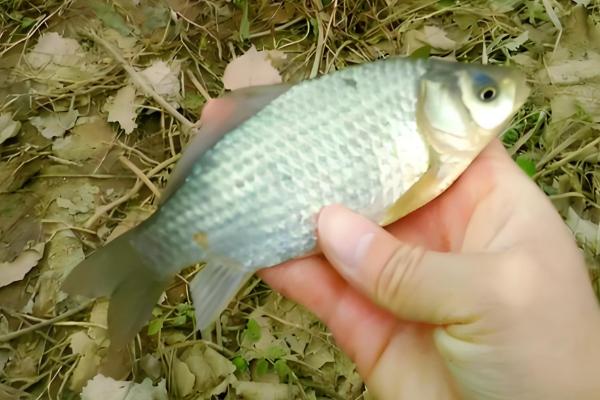 公母鲫鱼怎么区分，体型、头部、鱼鳞等方面都不同