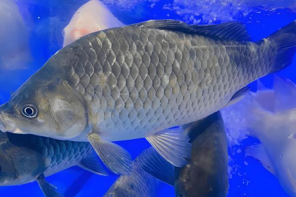 公母鲫鱼怎么区分，体型、头部、鱼鳞等方面都不同