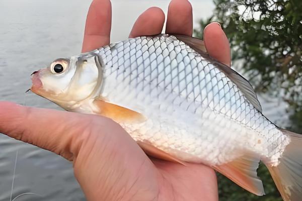 公母鲫鱼怎么区分，体型、头部、鱼鳞等方面都不同